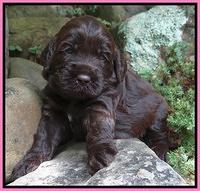 Tessa Beckham pups 3 wks old 81