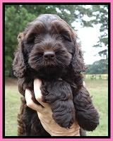 Tessa Beckham pups 6 wks old 71