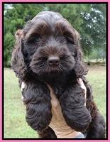 Tessa Beckham pups 6 wks old 81