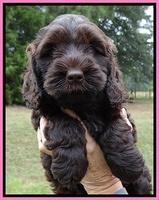 Tessa Beckham pups 6 wks old 91