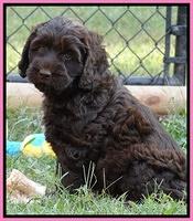 Tessa Beckham pups 7 wks old 1050