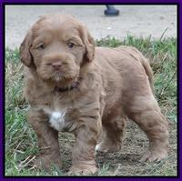 Tessa Beckham pups 5 wks old 191