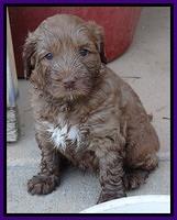 Tessa Beckham pups 5 wks old 211