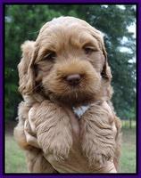 Tessa Beckham pups 6 wks old 111