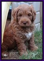Tessa Beckham pups 7 wks old 1350