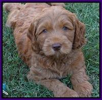 Tessa Beckham pups 7 wks old 1650