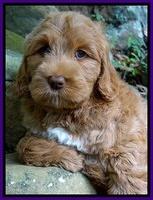 Tessa Beckham pups 8 wks old 181