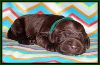 Tessa BEckham pups 1 wk old 161