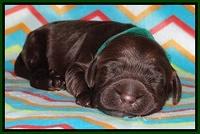 Tessa BEckham pups 1 wk old 171