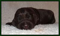 Tessa BEckham pups 2 wk old 131