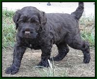 Tessa Beckham pups 5 wks old 231
