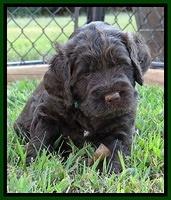 Tessa Beckham pups 5 wks old 251