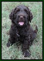 Tessa Beckham pups 7 wks old 1950