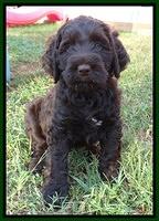 Tessa Beckham pups 7 wks old 2150