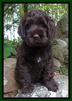 Tessa Beckham pups 8 wks old Green 1!