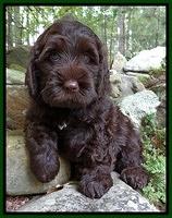Tessa Beckham pups 8 wks old Green 2!