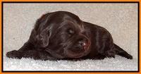 Tessa BEckham pups 2 wk old 171