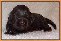 Tessa BEckham pups 2 wk old 181