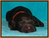 Tessa Beckham newborn pups 121