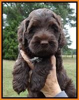 Tessa Beckham pups 6 wks old 141