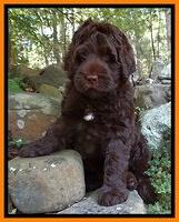 Tessa Beckham pups 8 wks old 131