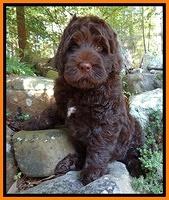 Tessa Beckham pups 8 wks old 41