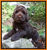 Tessa Beckham pups 8 wks old 51