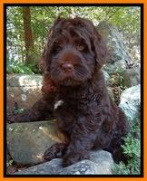 Tessa Beckham pups 8 wks old 61