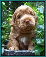 Tessa Beckham pups 4 wks old 231