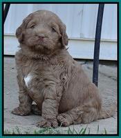 Tessa Beckham pups 5 wks old 331