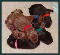 Tessa BEck pups newborn group 11