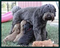 Tessa Beckham pups 5.5 wks old 21