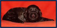 Tela Champ pups 2 wks old 11