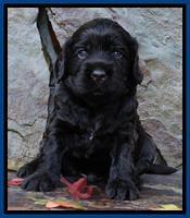 Tela Champ pups 3 wks old 31