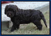 Tela Champ pups 7 wks old 11