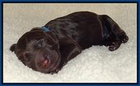 Tela Champ pups newborn 11