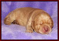 Tela Champ pups 1 wk old 211