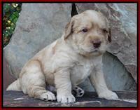 Tela Champ pups 3 wks old 61
