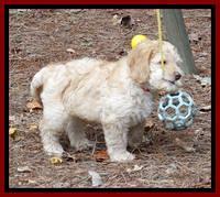 Tela Champ pups 7 wks old 71
