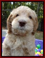 Tela and Champ pups 6 wks old 31