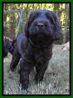 Tela Champ pup 5 wks old green