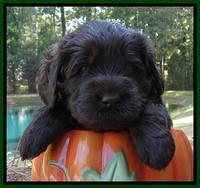 Tela Champ pups 4 wks old 171