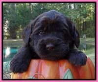Tela Champ pups 4 wks old 221