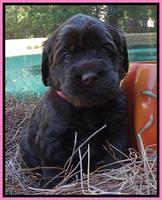 Tela Champ pups 4 wks old 241