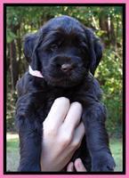 Tela Champ pups 5 wks old 211