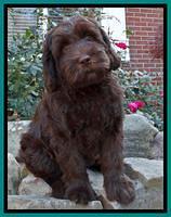 8 wks Teal 1