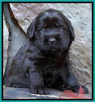 Tela Champ pups 3 wks old 191