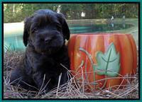 Tela Champ pups 4 wks old 321
