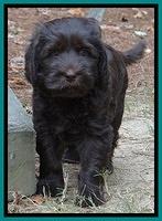 Tela Champ pups 7 wks old 61