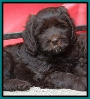 Tela Champ pups 7 wks old 81
